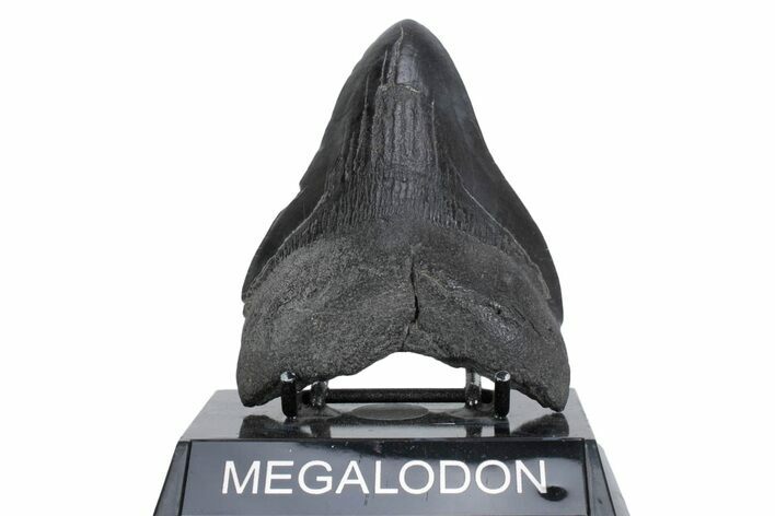 Fossil Megalodon Tooth - South Carolina #362157